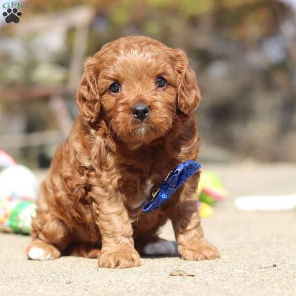 Glen, Cavapoo Puppy